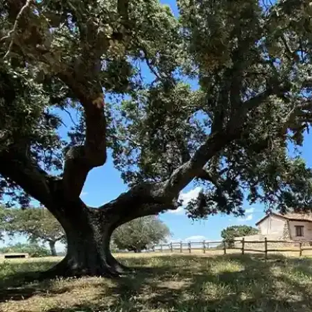 Lodge Campanarios de Azaba- La Casita