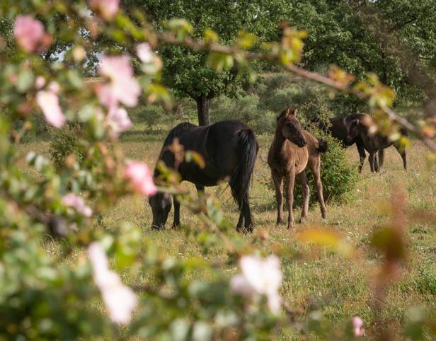 Vive la Naturaleza en una Reserva de la Biosfera: Una Experiencia Única