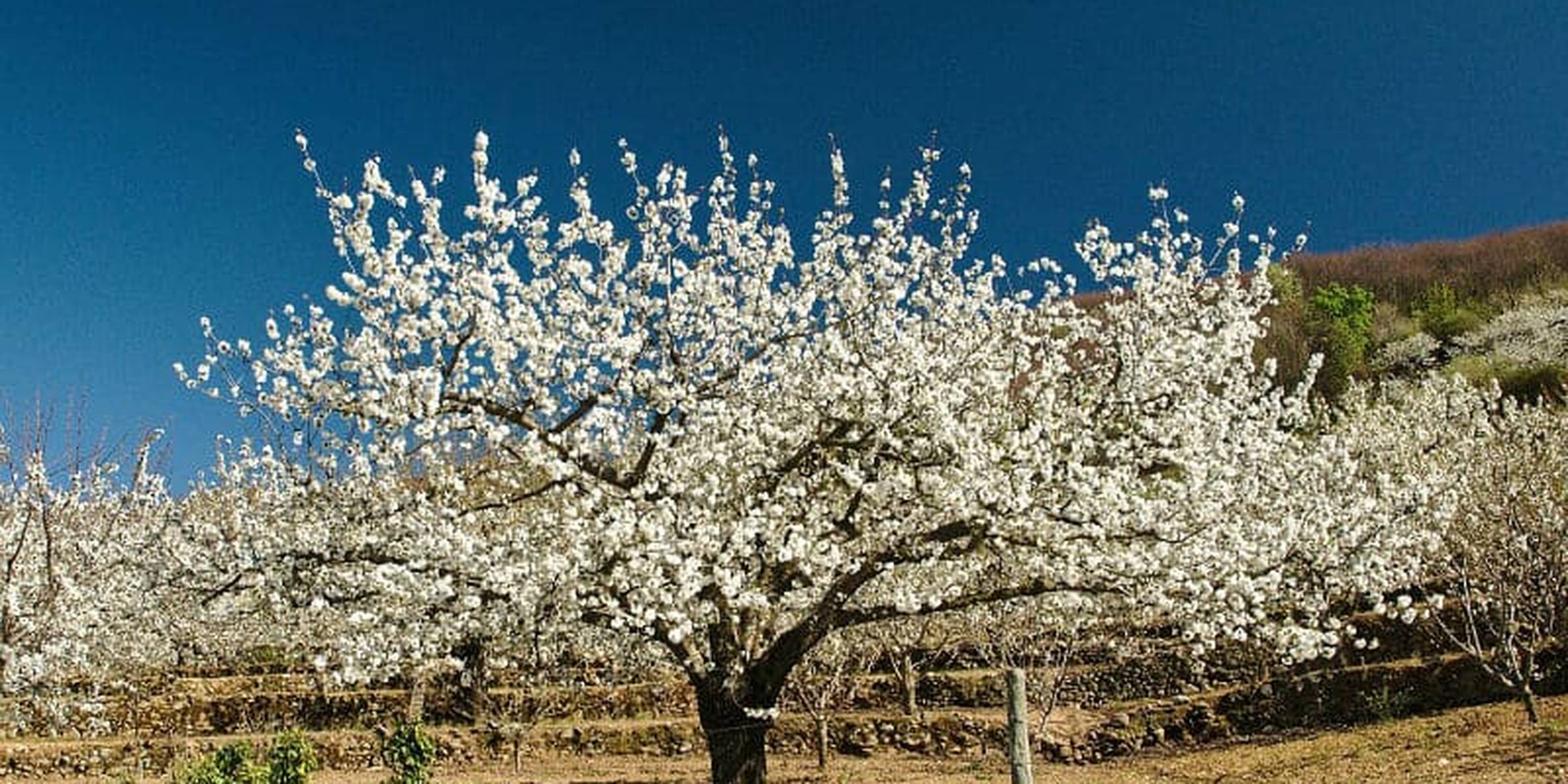 Los mejores alojamientos para descubrir el Valle del Jerte
