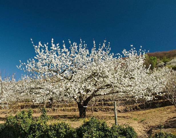 Los mejores alojamientos para descubrir el Valle del Jerte