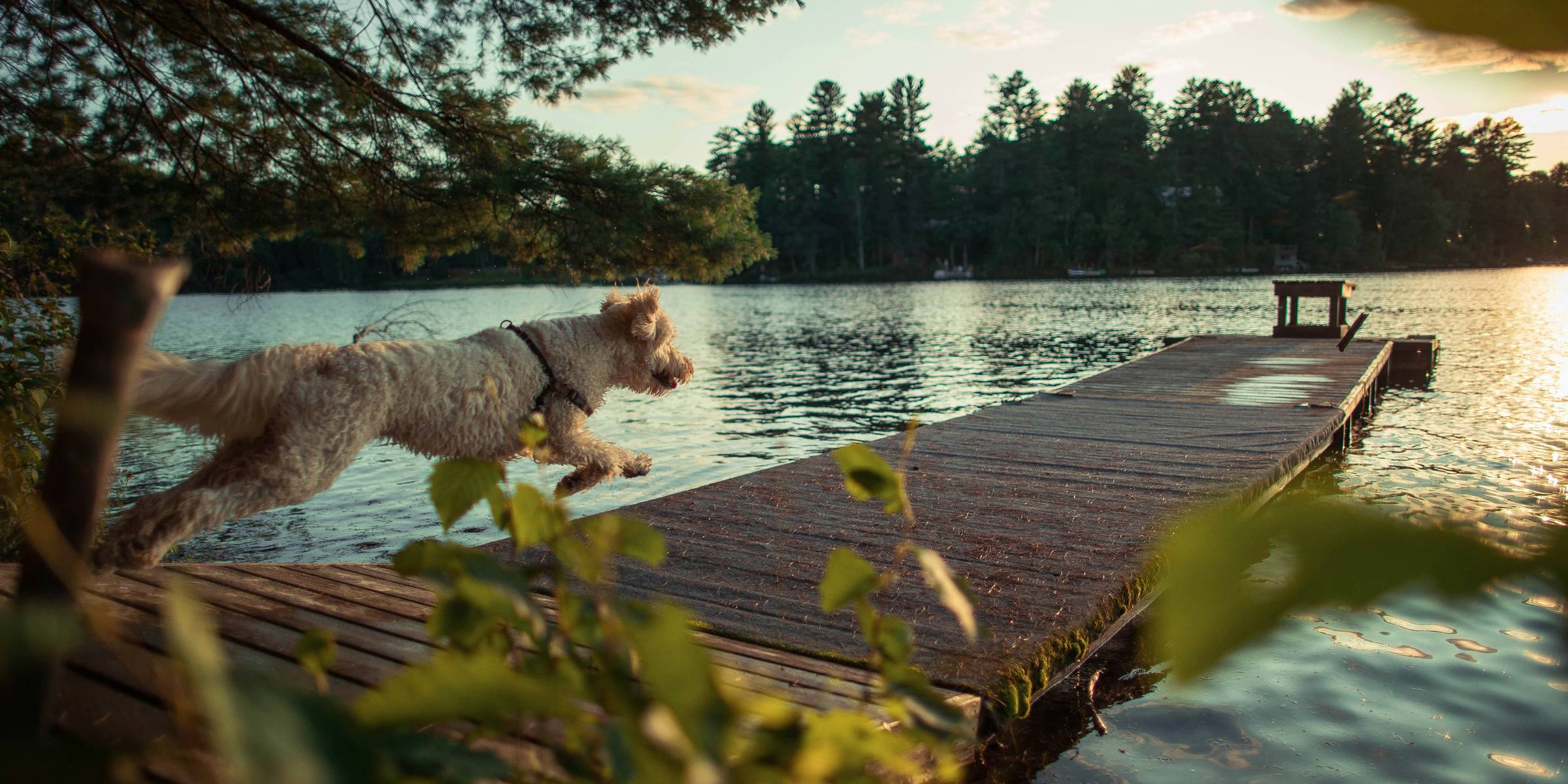 Turismo Rural Pet-Friendly: Disfruta de Escapadas Inolvidables con tu Mascota