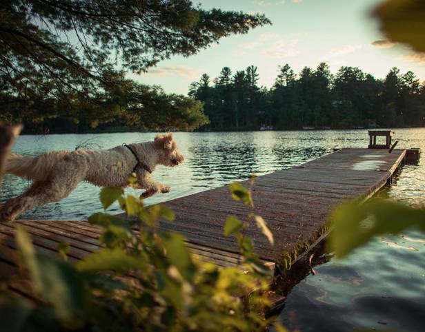 Turismo Rural Pet-Friendly: Disfruta de Escapadas Inolvidables con tu Mascota