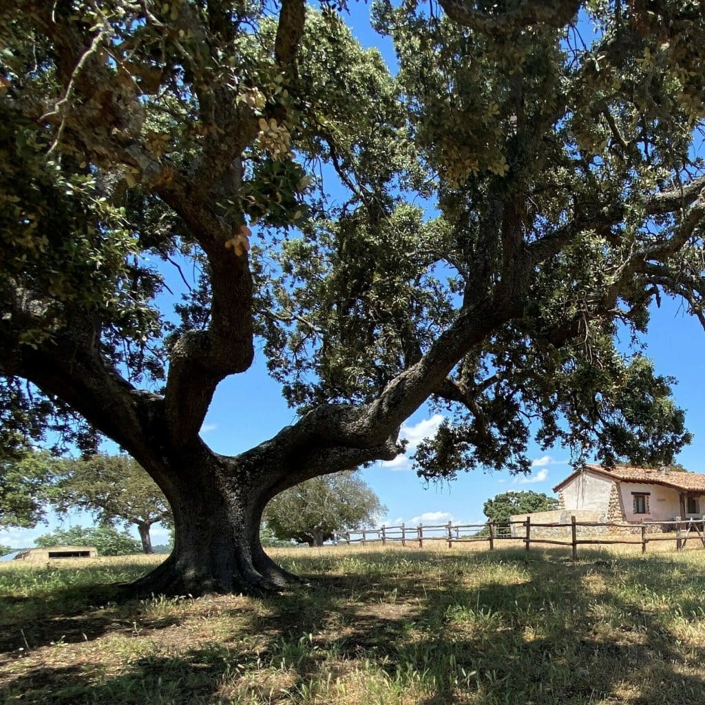 Casita de campo en Salamanca desde la que disfrutar de La Berrea